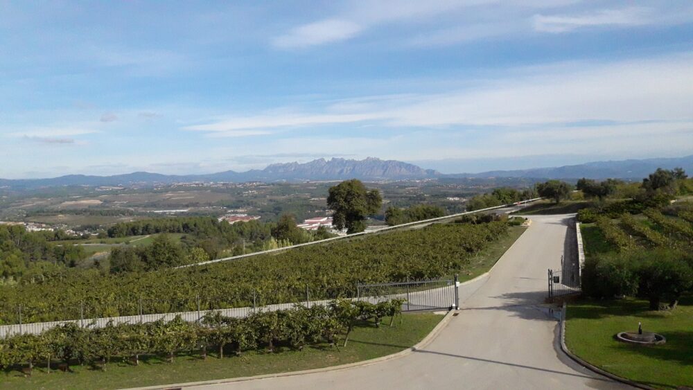 vinyes celler Penedès Sitges