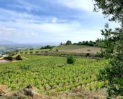 Penedes_Vineyards_wine_tours