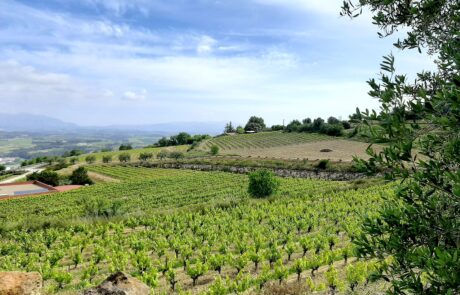 Penedes_Vineyards_wine_tours