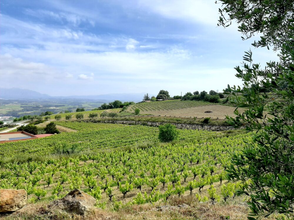 Ecological winery, tasting and Sitges tour