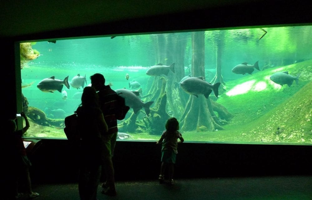 Cosmocaixa Barcelona con niños Cosmocaixa Barcelona con niños