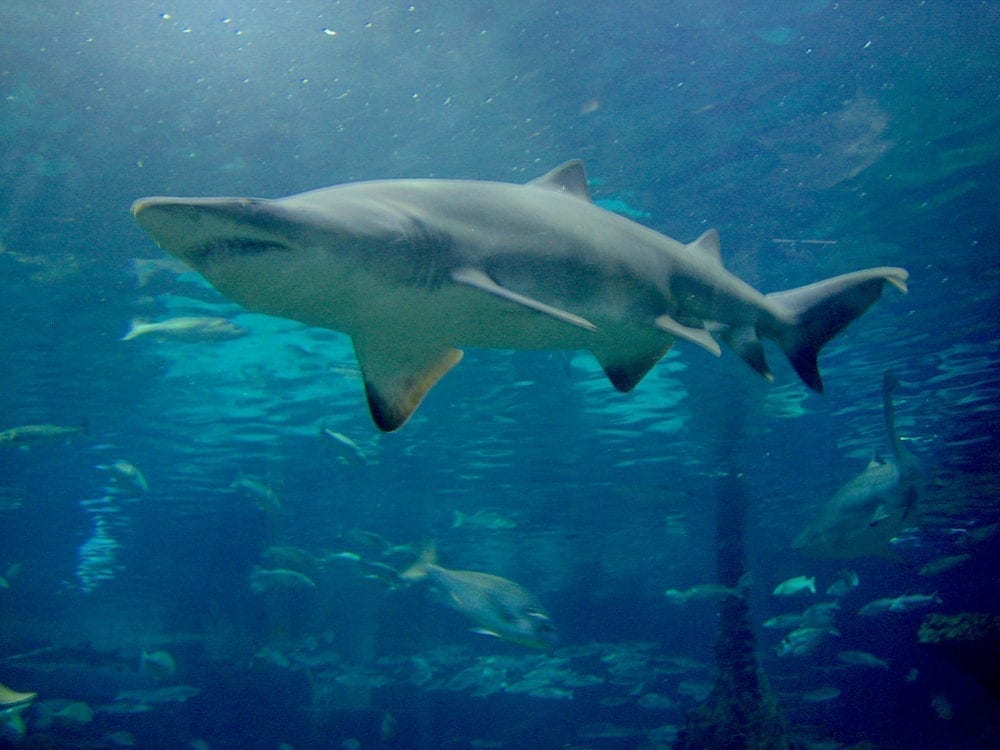 Aquarium barcelona con niños